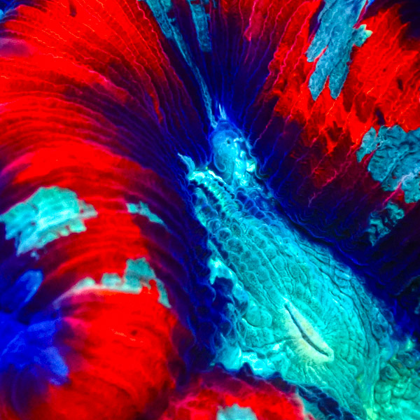 Trachyphyllia MC Red Stripe Serpant