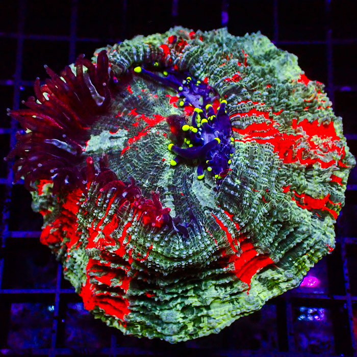 Acanthophyllia Color Explosion