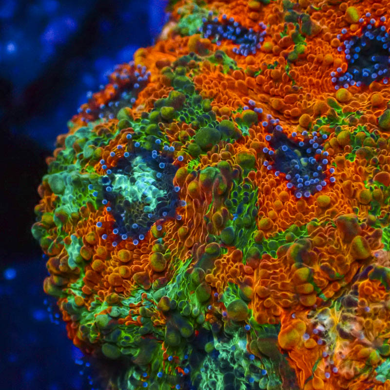 Acanthastrea Echinata