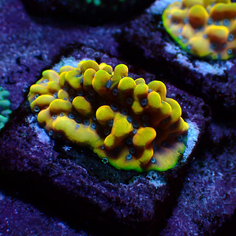 Montipora Crazy T. Frag 17