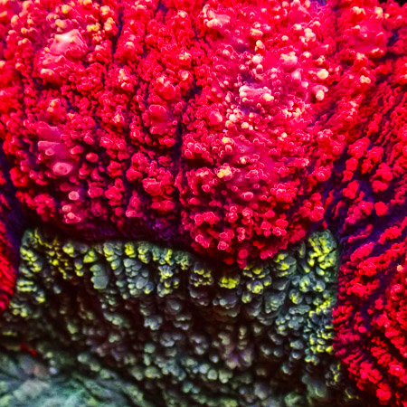 Lobophyllia MC Green Sunshine