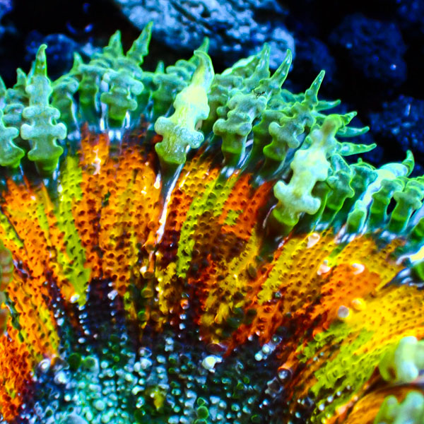 Phymanthus Crucifer MC Galactic Colorstorm