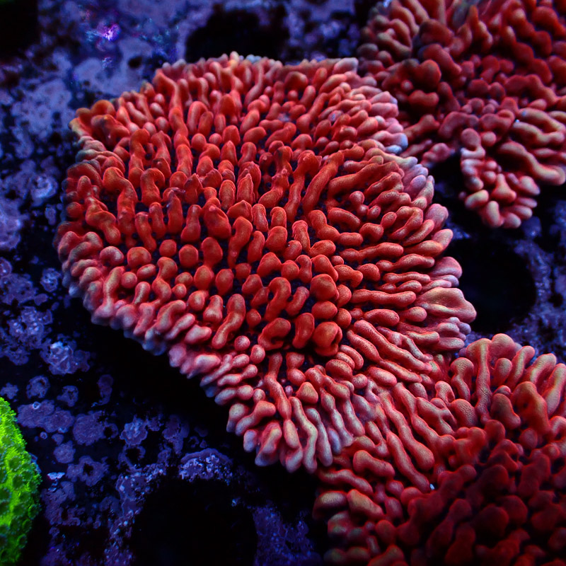 Montipora Mean Streak Frag 26