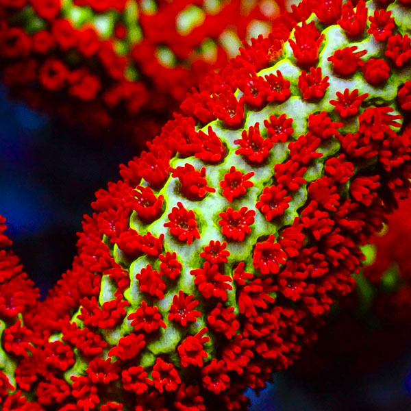 Montipora MC Forestfire