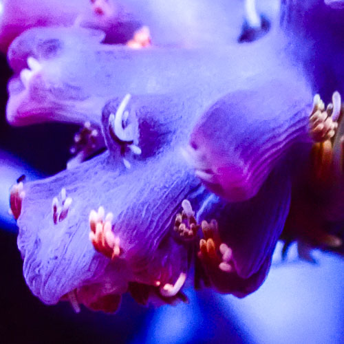 Acropora MC Purple Sunburst