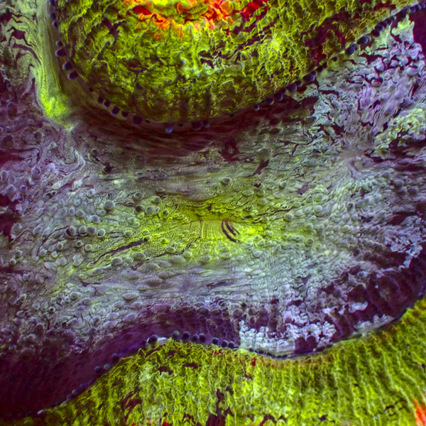 Trachyphyllia MC Paintstorm
