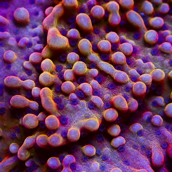 Montipora MC Pink Horizon