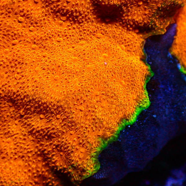 Psammocora Golden Orange Frag 02