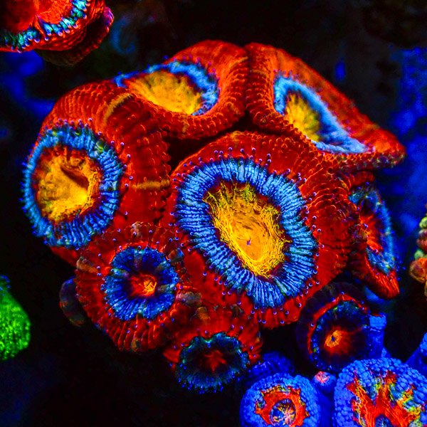 Acanthastrea MC Bullseye Ultra CTO