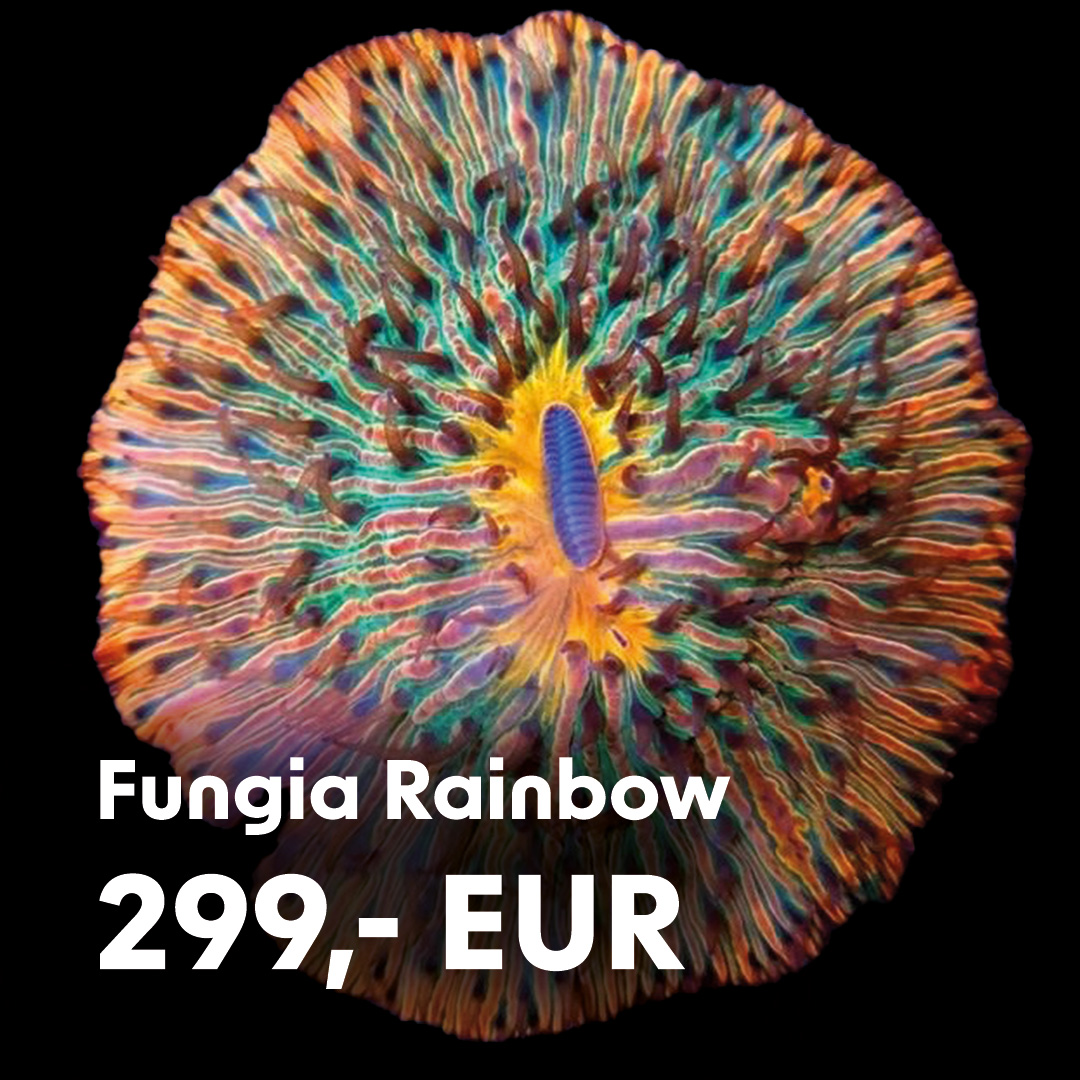 Fungia Rainbow / extrem selten