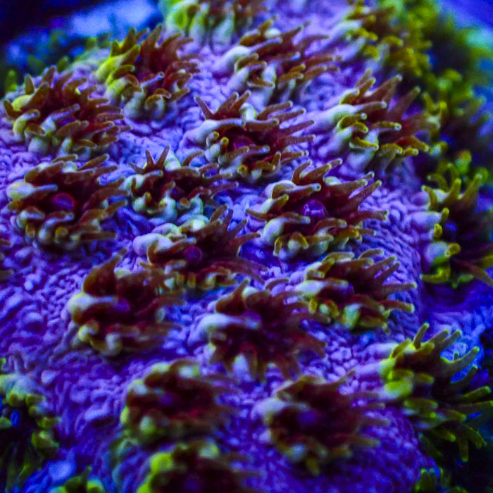 Cyphastrea Skittles Bomb Frag 03