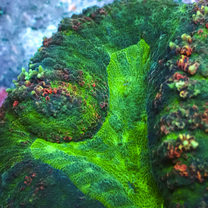 Lobophyllia MC Mosaic Blaze