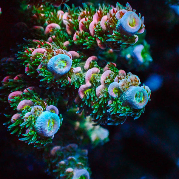 Acropora Homewrecker Multicolor