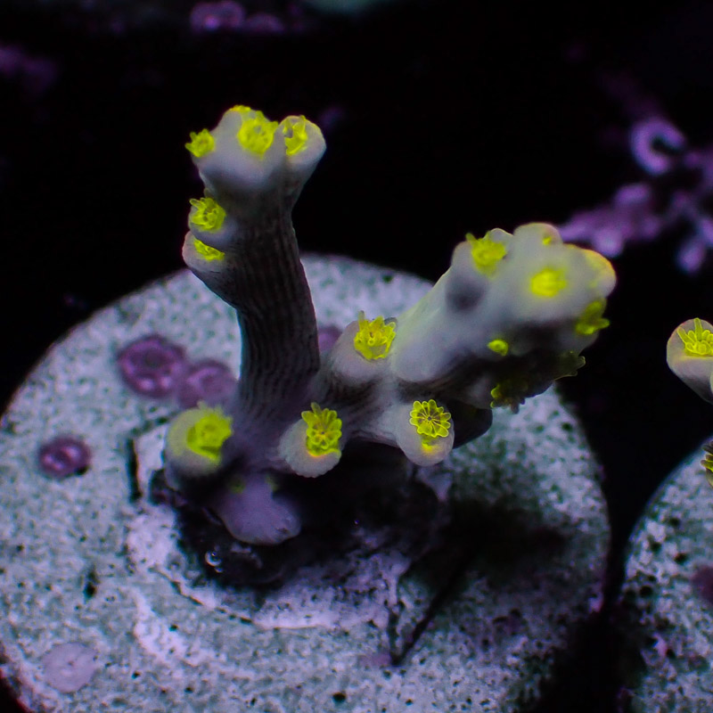 Speciosa Flaming Sunrise Frag 04