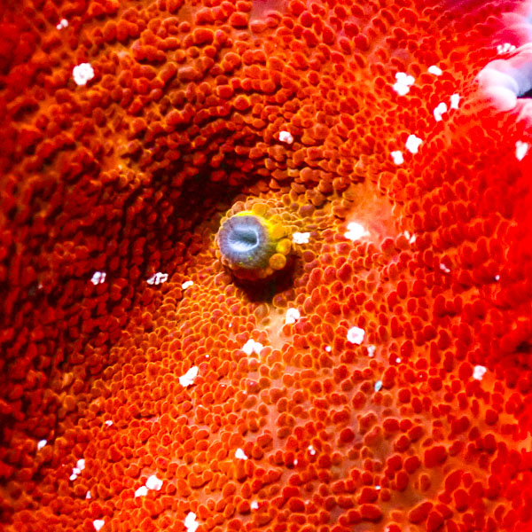 Rhodactis MC Frozen Lava