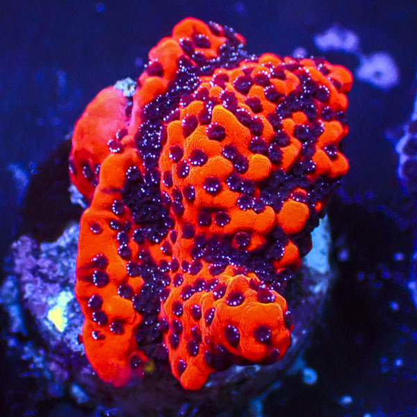 Montipora MC Mystic Sunset