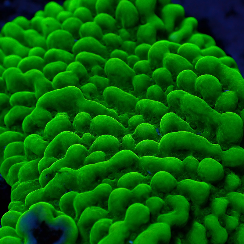Montipora Frag 06