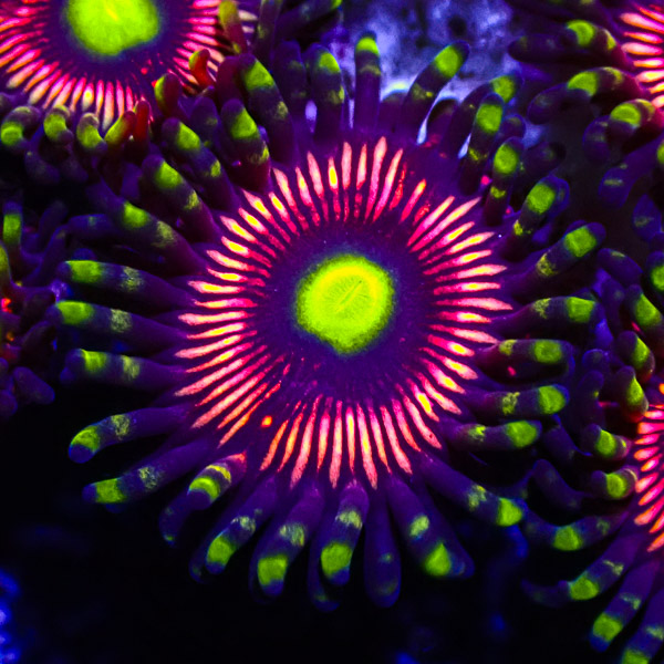 Zoanthus MC Lord of the Rings