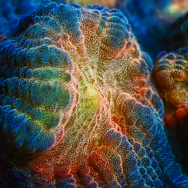 Mycedium MC Twilight Reef NZ