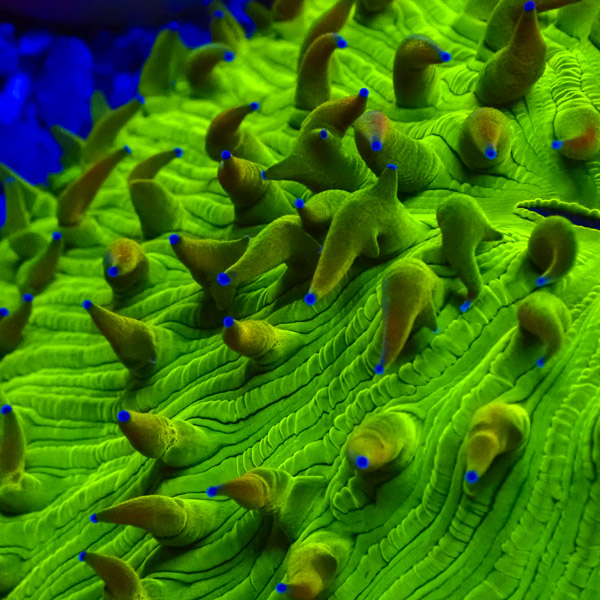 Fungia MC Blue Crown