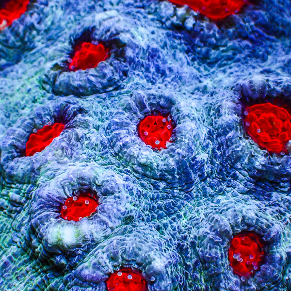 Chalice MC Deep Sea Red Rim