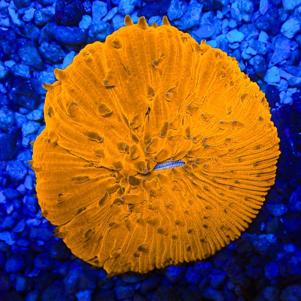 Fungia MC Apricot Blaze