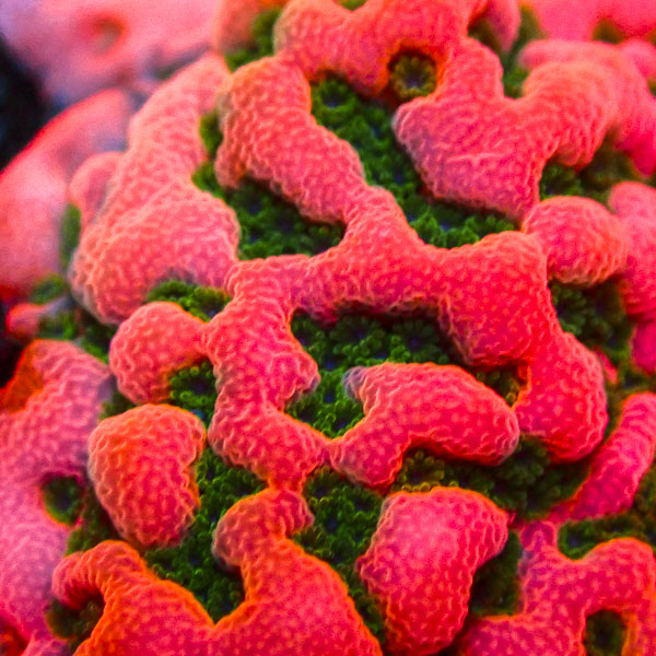 Montipora MC Cherry Tree