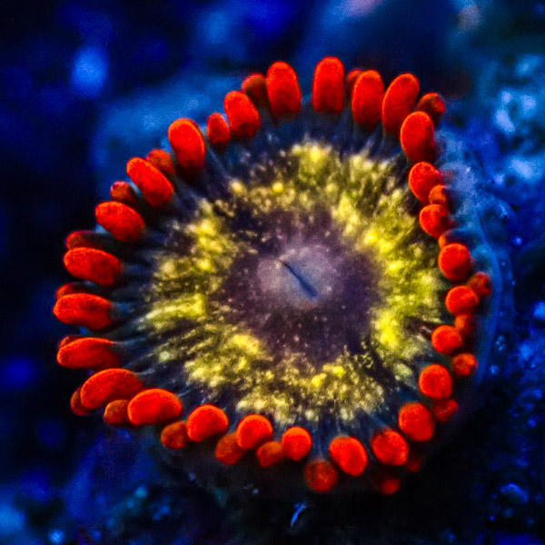 Zoanthus MC Stardust