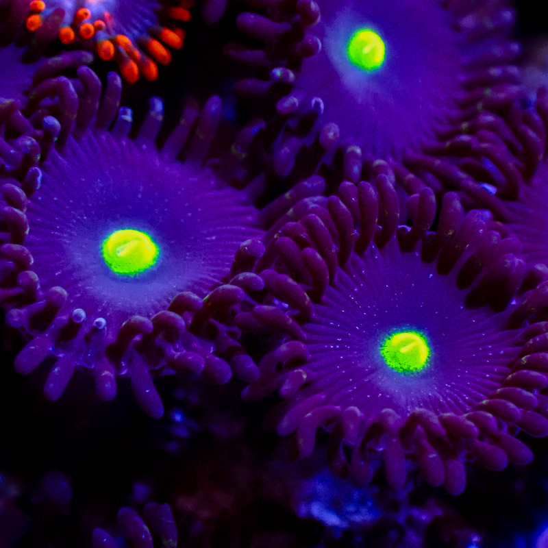 Zoanthus MC Dragonfruit