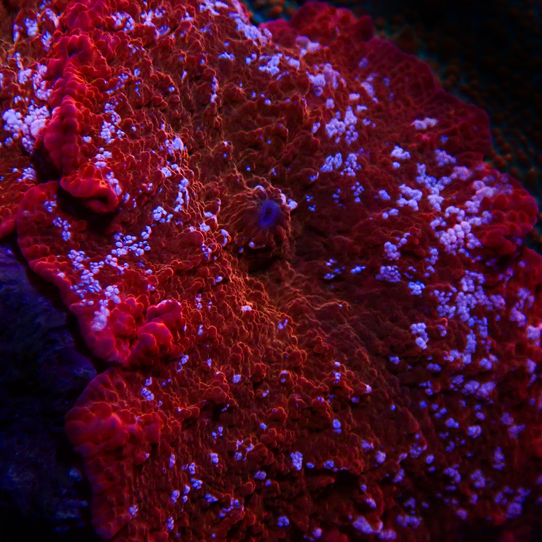 Weichkorallen für dein Meerwasserbecken