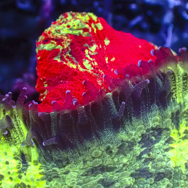 Trachyphyllia MC Dragon Heart