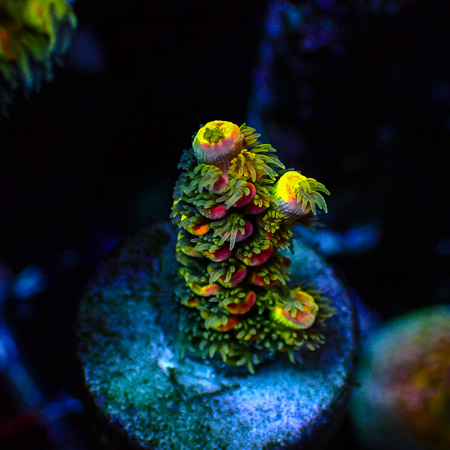 Acropora MC Quattro Crafted