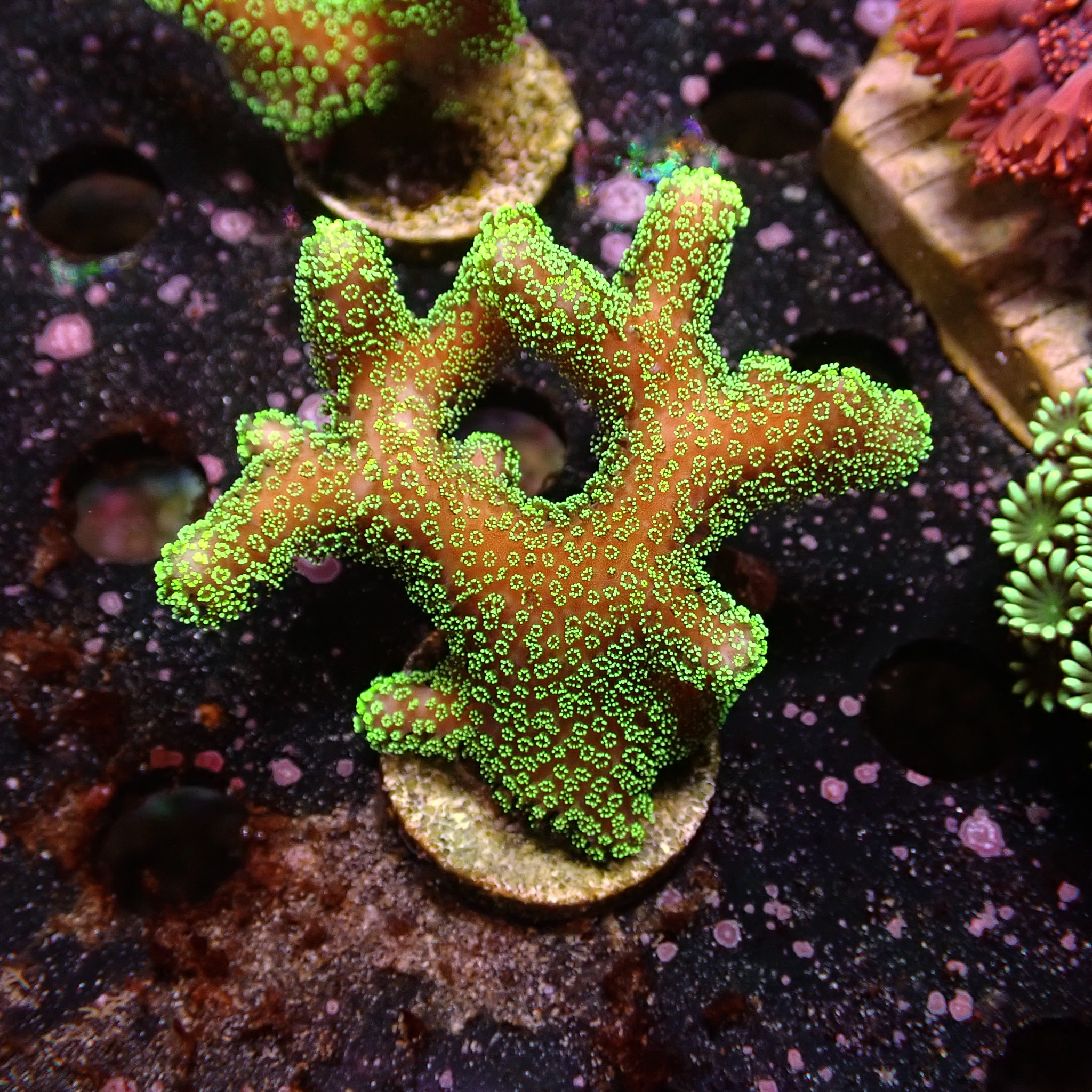 Stylophora grün Frag 03