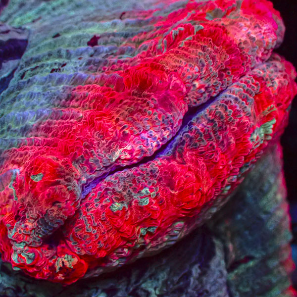 Trachyphyllia MC Azure Iris
