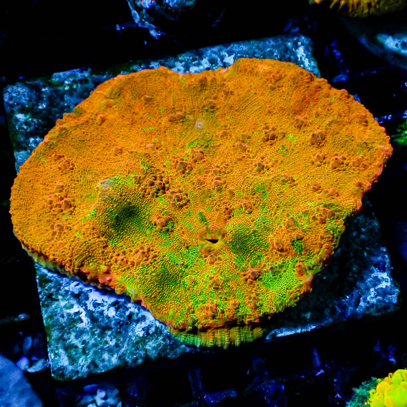 Chalice Ultra Orange/Grün – Hochwertige gecraftete LPS