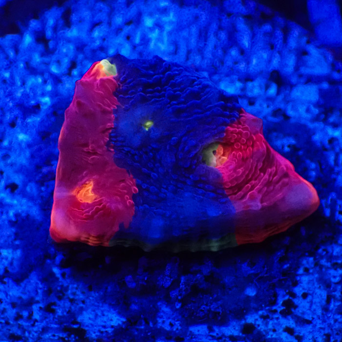 Chalice MC Bugatti Frag 04