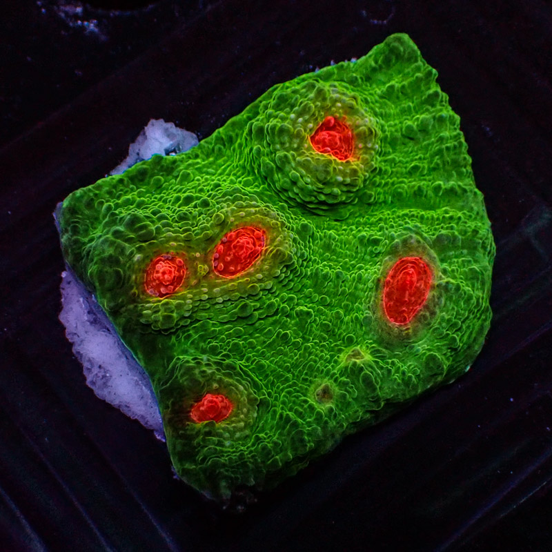 Chalice MC Red Eye Frog Frag 01