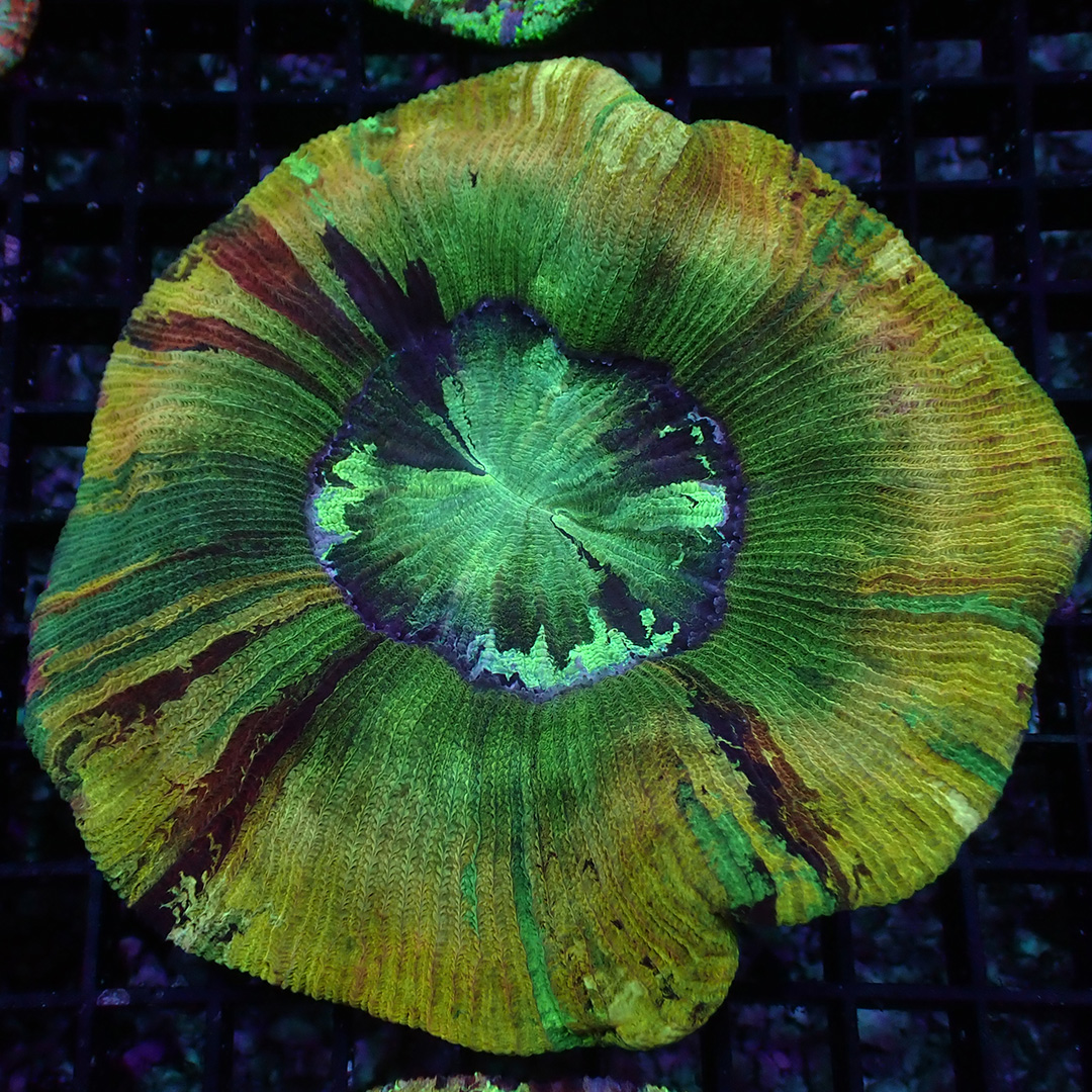 Trachyphyllia Green Fusion