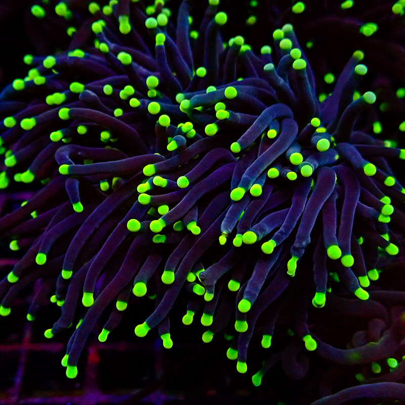 Euphyllia Black Torch green Tips DNZ