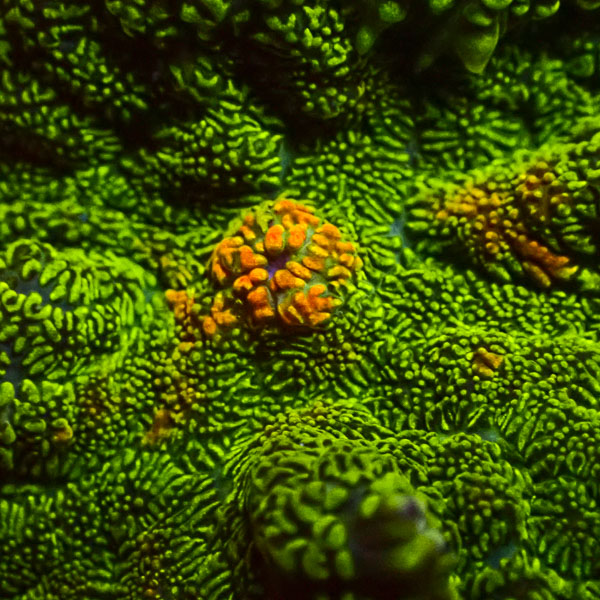 Rhodactis MC Neon Ember Core