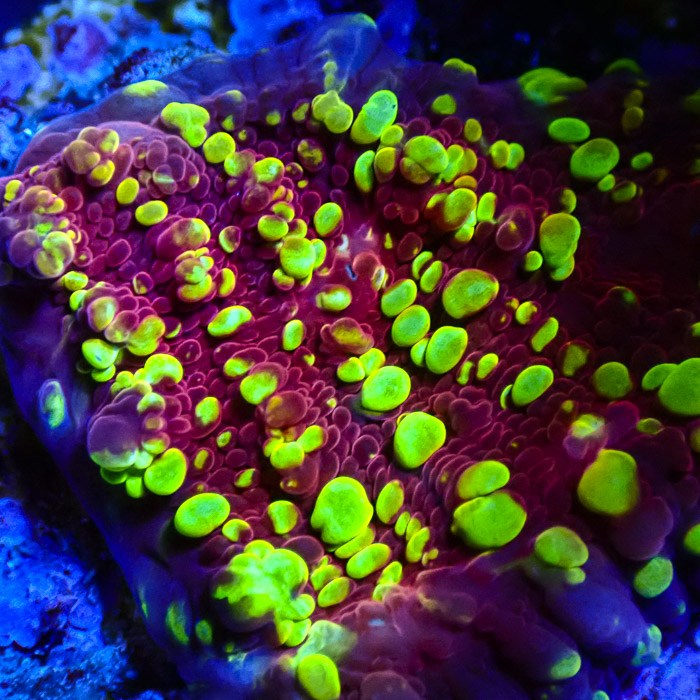 JF Goldmeister Chalice Frag 01