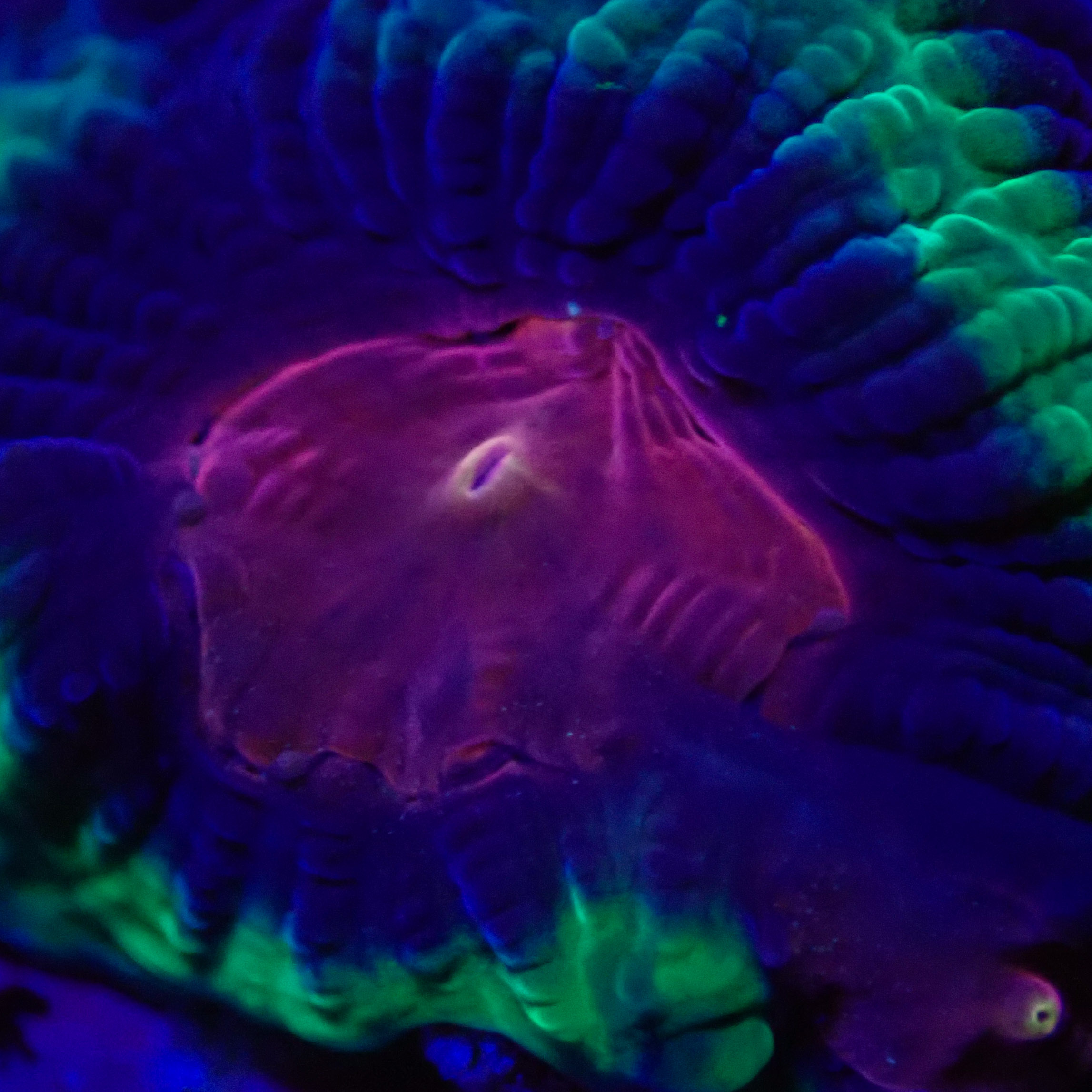 Favia Monster Eye MC Frag 03