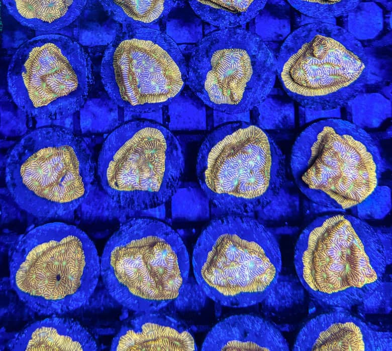 Korallen-Nachzucht mit gesunden Ablegern aus eigener Zucht