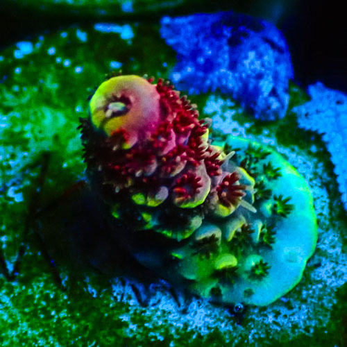 Acropora MC Kiwi Cherry Ripple