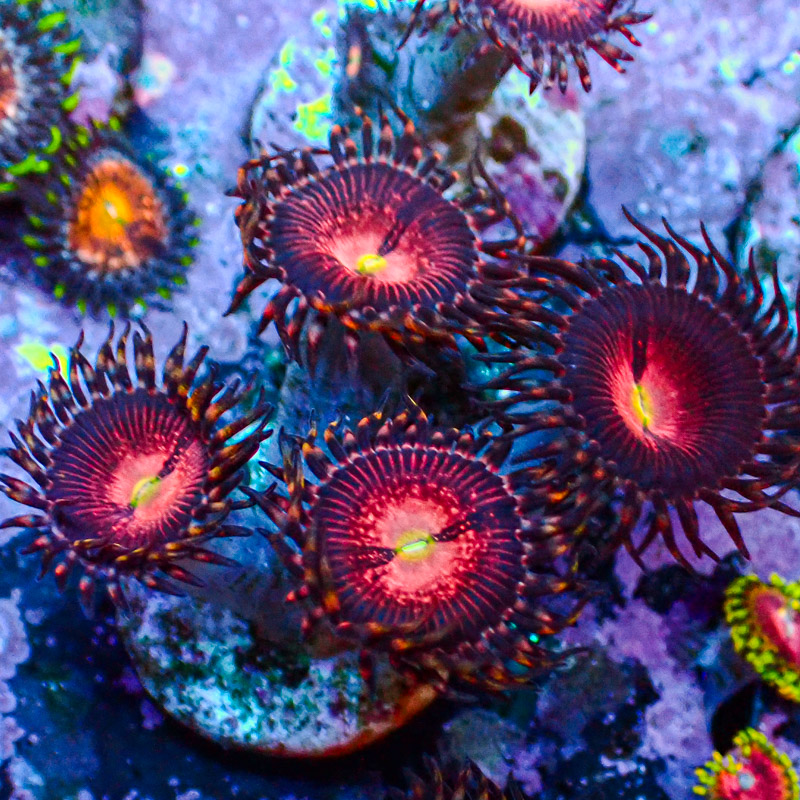 Zoanthus MC Playboy Bunny