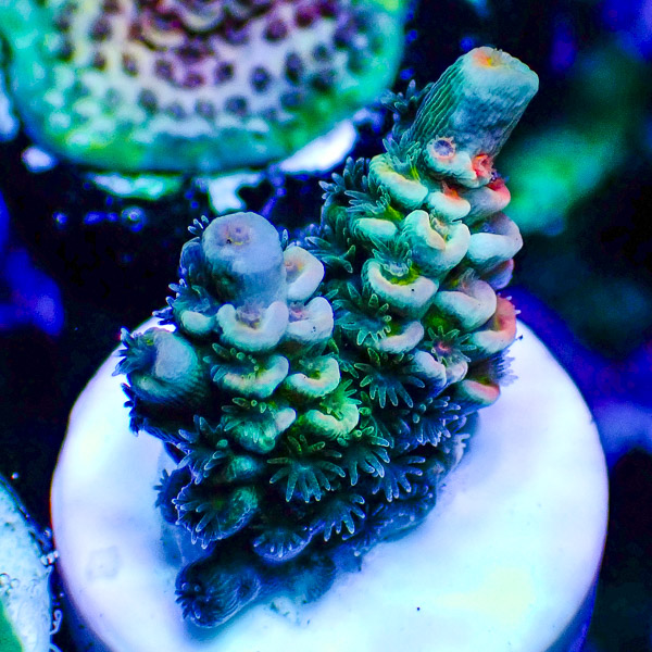 Acropora Tenuis Blau/Türkis/Grün/Rot