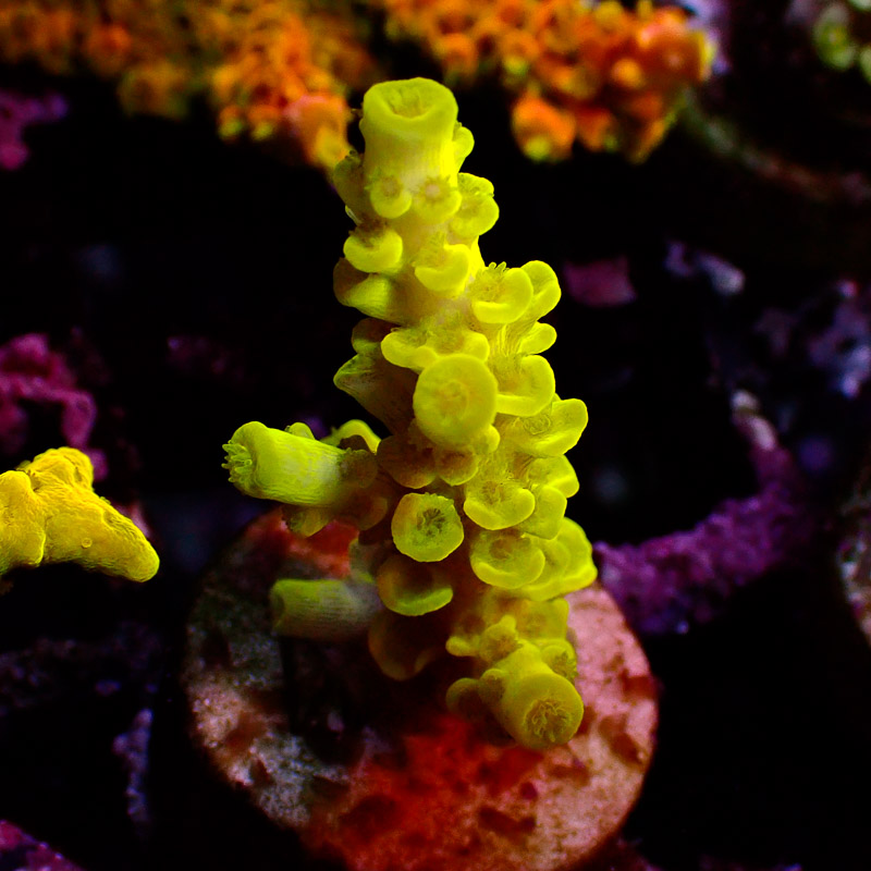 Acropora Neon