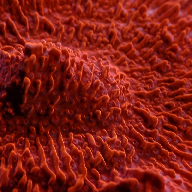 Montipora Rot Frag 10