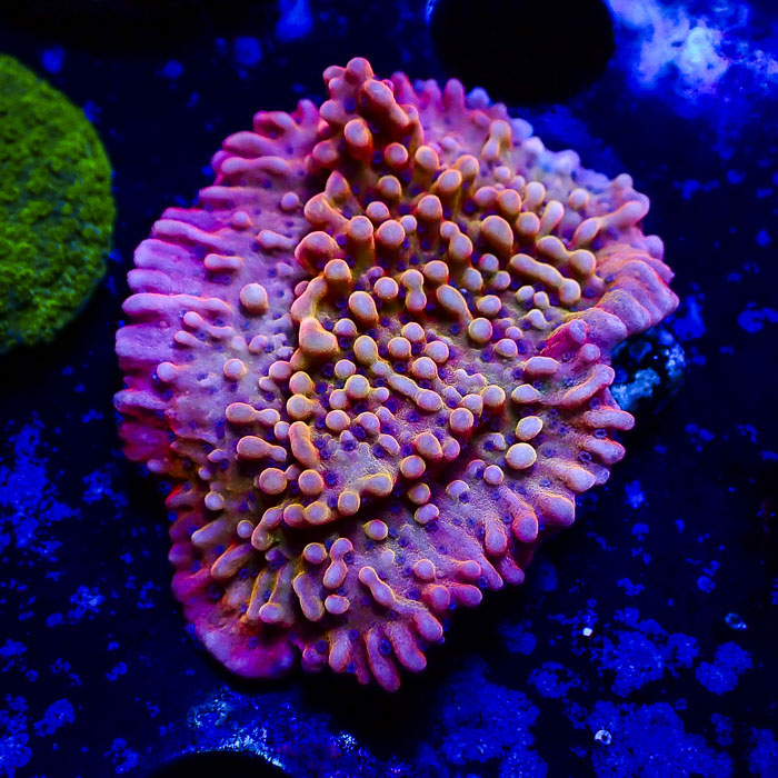 Montipora MC Pink Horizon
