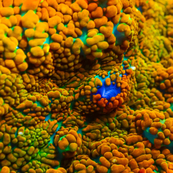 Rhodactis MC Galactic Blaze Pulse